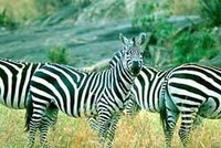 Kenyalogy: buenos datos para safaris