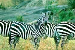 Kenyalogy: buenos datos para safaris