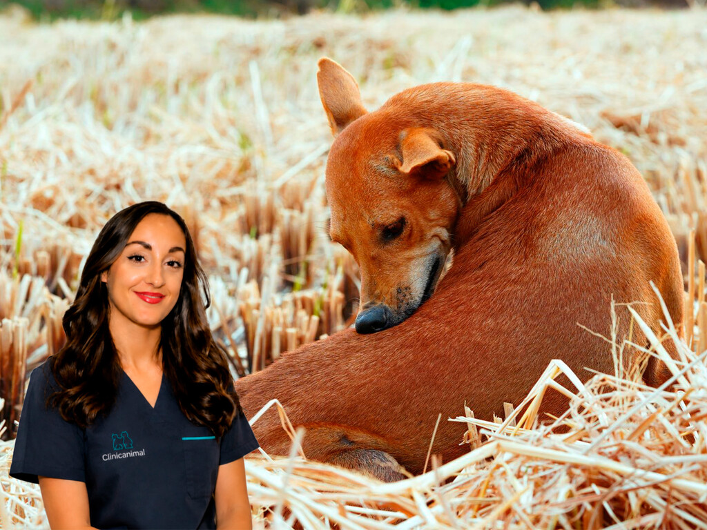 Eva Sánchez-Paniagua, veterinaria: "No debemos fijarnos solo en la picadura visible en las mascotas porque algunos insectos transmiten enfermedades sin signos evidentes al principio"