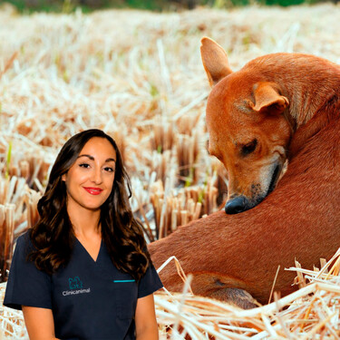 Eva Sánchez-Paniagua, veterinaria: "No debemos fijarnos solo en la picadura visible en las mascotas porque algunos insectos transmiten enfermedades sin signos evidentes al principio" 