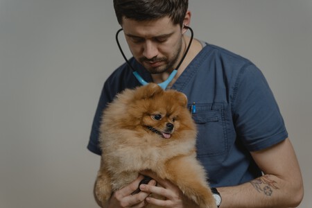 Un veterinario atendiendo a un perro