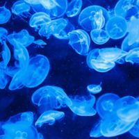 Las medusas son el ser maléfico que mejor se está adaptando a nuestra contaminación