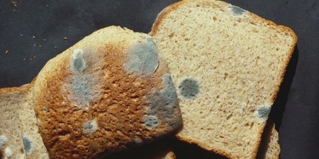 Cortar el moho del pan de molde para comerte el resto no es buena idea