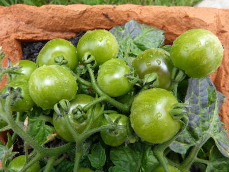 El huerto urbano: una ensalada en tu balcón