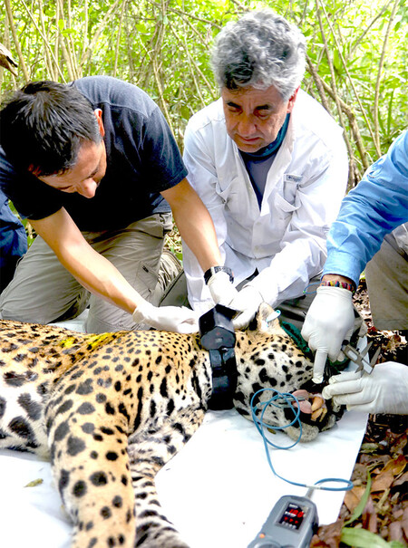 Estudio Jaguares