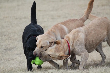 Actuar Si Otro Perro Muerde A Tu Perro