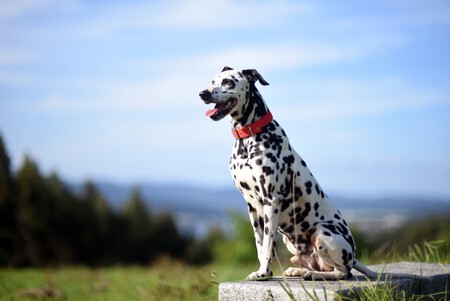 Shutterstock 2302759465