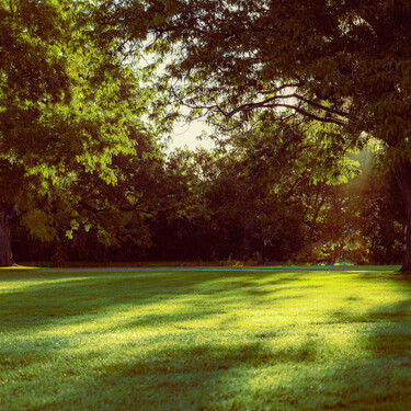 Los árboles ideales para dar buena sombra en el jardín, sin que tengas que pasarte la vida barriendo hojas