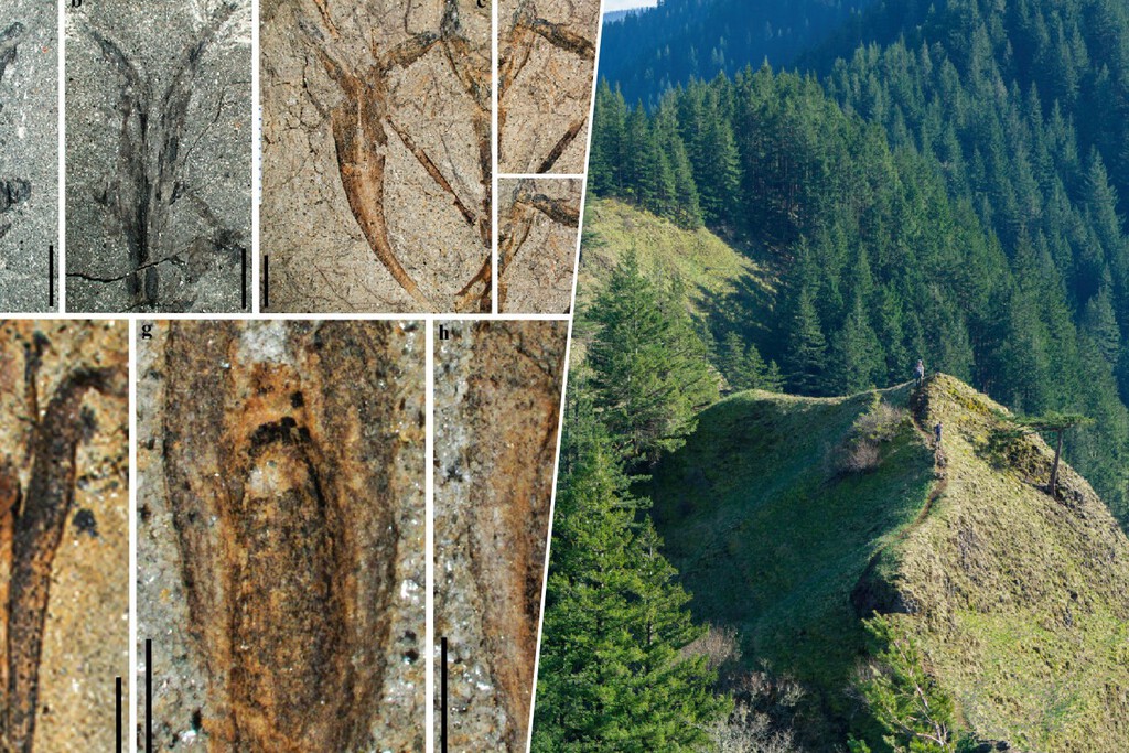 Uno de los grandes misterios de la naturaleza estaba en una mina en China: una semilla alada de 360 millones de años 