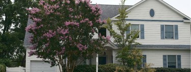 El árbol ideal para jardines pequeños que sí da sombra (y no se convierte en un problema con los años)