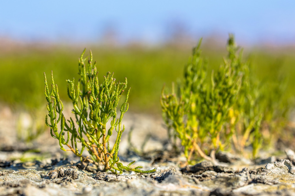 Verduras de costa, de litoral o del desierto: qué son las plantas halófilas y por qué cada vez más cocineros se rinden a ellas 