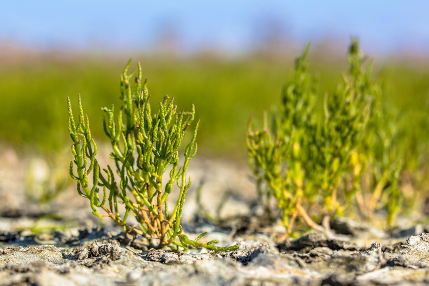 Verduras de costa, de litoral o del desierto: qué son las plantas ...