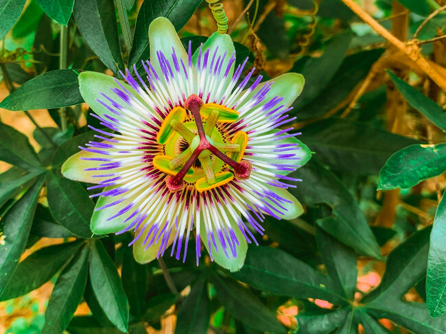 Flor Passiflora