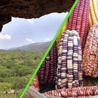 Huesos de animales revelan el secreto sobre el origen del maíz en México: así fue como el clima cambió nuestra dieta