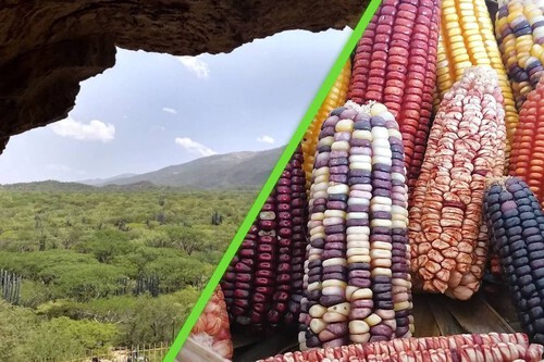 Un análisis de huesos de conejos y venados reveló pistas de hace 5,000 años sobre el origen del maíz en México