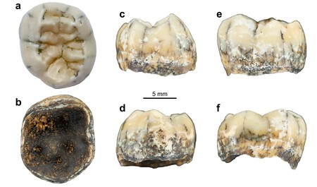 Cómo el diente de una niña de hace más de 130.000 años ha rellenado uno de los huecos más grandes del genoma humano