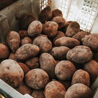 La familia de agricultores que vende toneladas de patatas a 53 céntimos el kilo: "Son perfectas para freír" 