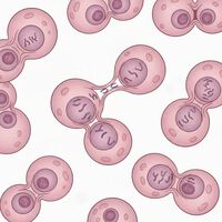 A ciência encontrou o “combustível” oculto do câncer: esta enzima é a verdadeira culpada por torná-lo imparável 