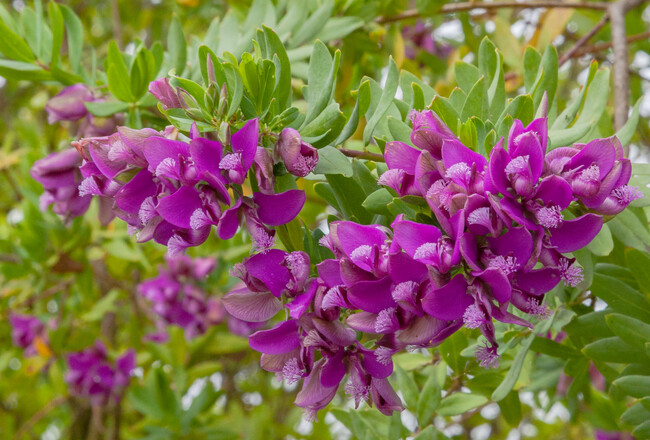 Poligala De Hoja De Mirto Polygala Myrtifolia Setubal Portugal 2012 05 08 Dd 02