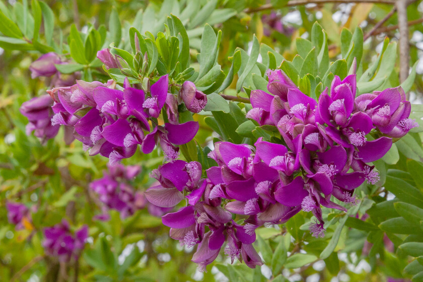 Poligala De Hoja De Mirto Polygala Myrtifolia Setubal Portugal 2012 05 08 Dd 02
