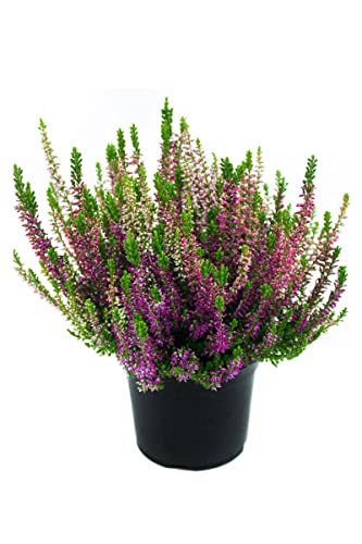 Calluna Natural Planta Otoñal de Interior o Exterior