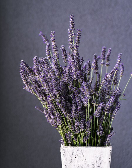 Lavanda