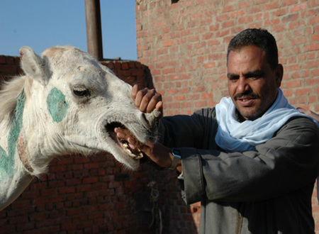 pastorbirqash.jpg