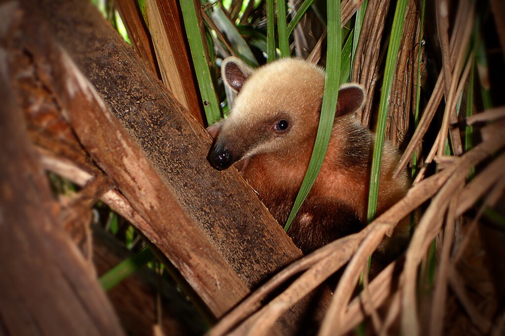 La naturaleza ha creado el mismo animal 12 veces durante los últimos 66 millones de años. Nadie tiene idea de por qué