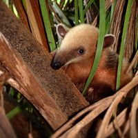 La naturaleza ha creado el mismo animal 12 veces durante los últimos 66 millones de años. Nadie tiene idea de por qué