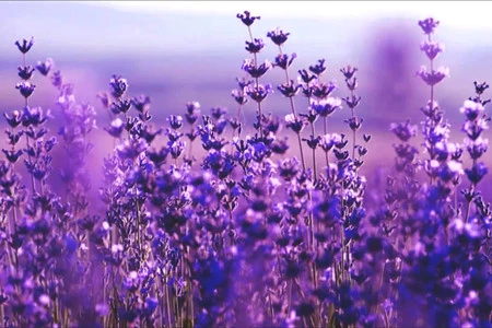 Ultra Violet es el color Pantone 2018