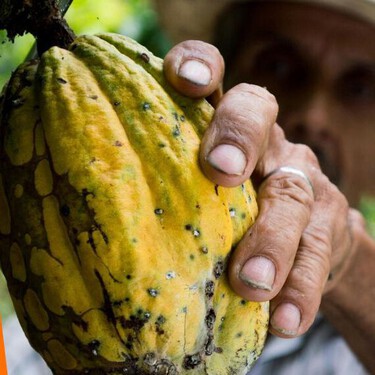 Date una vuelta por el nuevo Museo del Cacao y Chocolate en CDMX: precios y cómo llegar