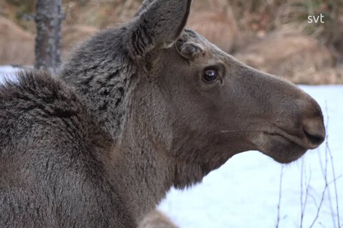 Moose