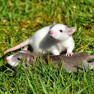 Las ratas como animal de compañía: inteligentes, limpias y sociables 