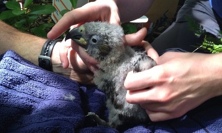 Los neozelandeses están matando a las aves en peligro de extinción por accidente