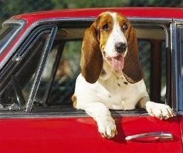 Consejos útiles para viajar con mascotas