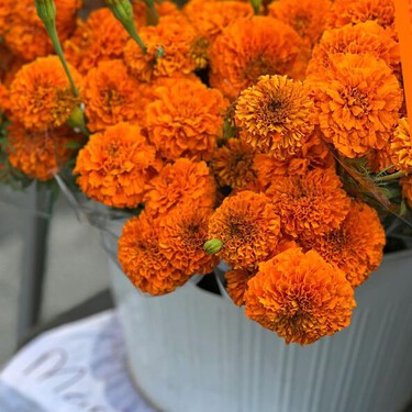 Cómo cuidar el cempasúchil en maceta: consejos para que no se te marchite a los pocos días de comprarla