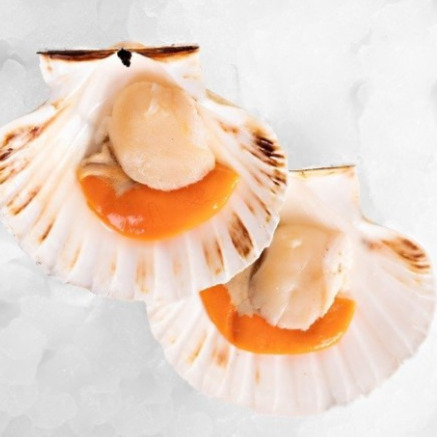 Vieiras del atlántico