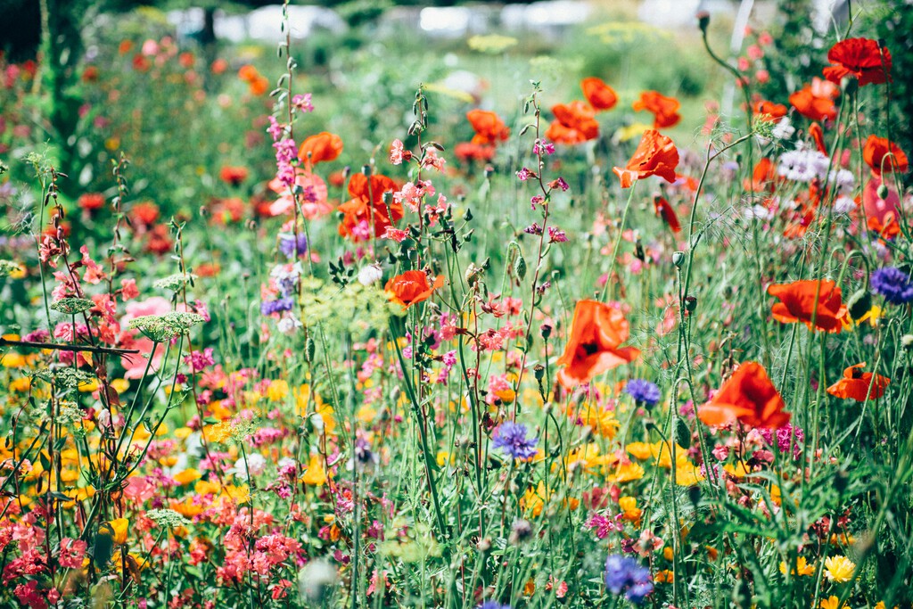 Si la jardinería no es lo tuyo pero quieres tener flores este verano, toma nota: las mejores plantas con flores para perezosos 