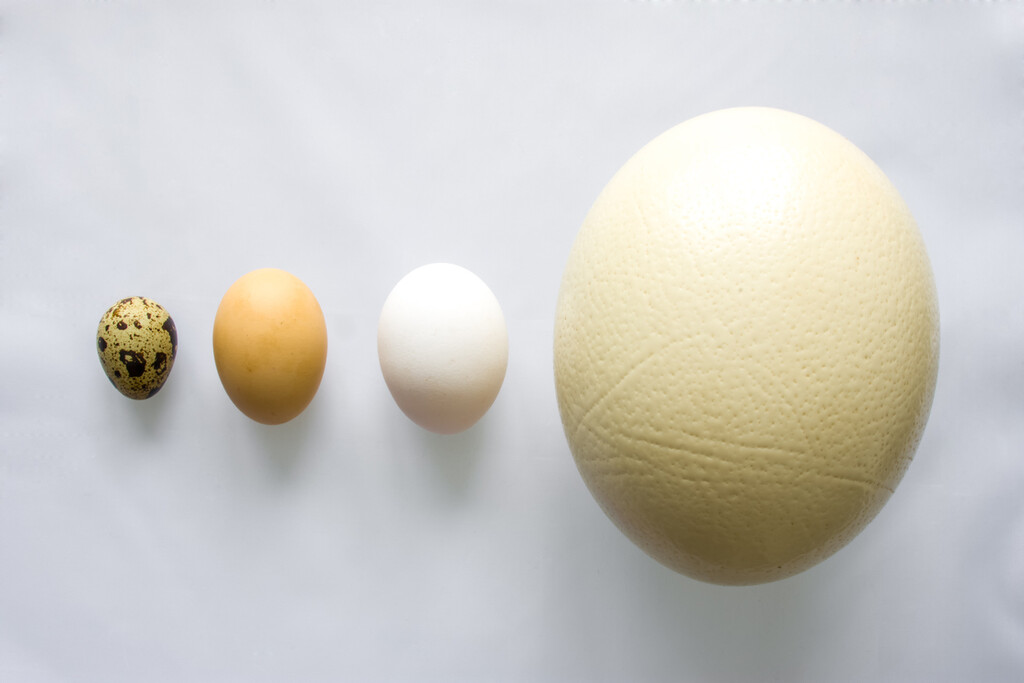 Dónde comprar huevo de avestruz, que es más saludable que el de gallina, y cómo usarlo en cocina Dónde comprar huevo de avestruz, que es más saludable que el de gallina, y cómo usarlo en cocina