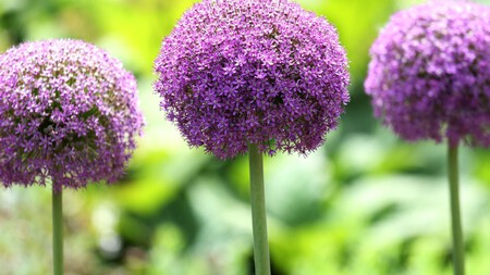 Verbena