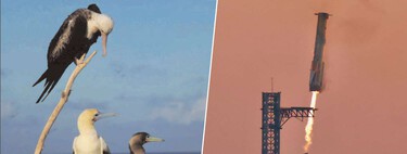 SpaceX tenía un ambicioso plan para entregar armas a cualquier rincón del mundo en minutos. Hasta que se topó con un pájaro