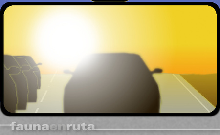 fauna en ruta: deslumbramiento con el sol