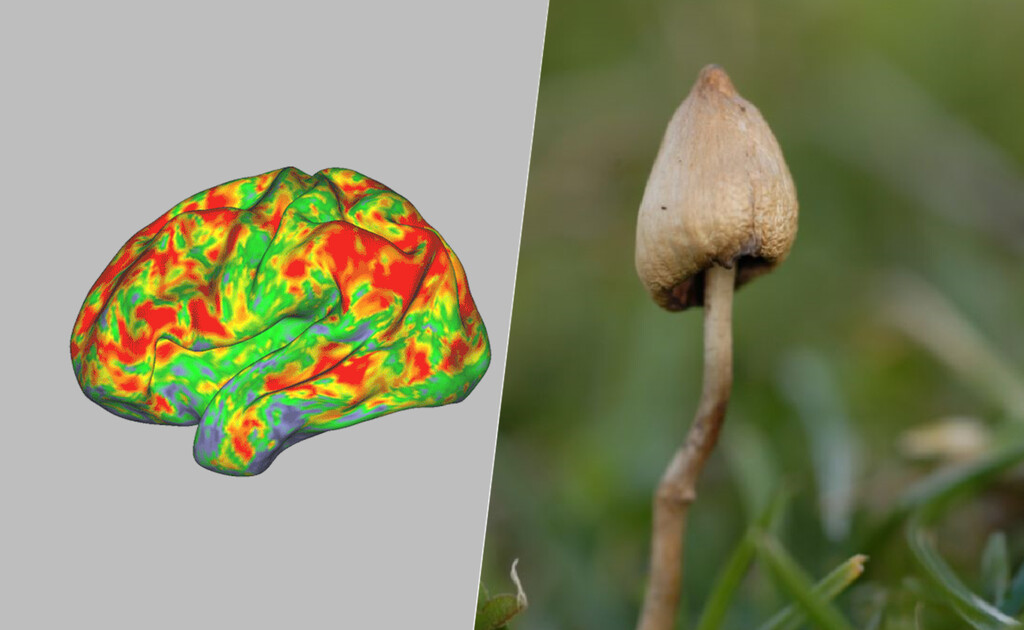 Llevamos años estudiando las setas alucinógenas y apenas sabíamos cómo funcionaban. Hasta ahora