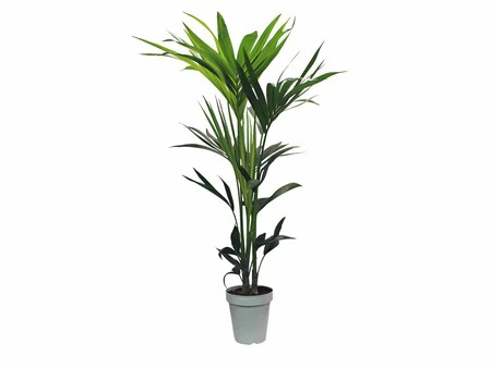 Monstera Marginata Y Yucca Zoom