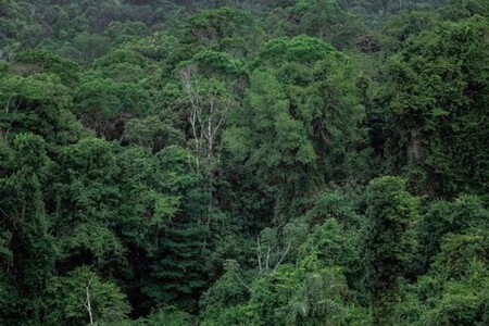 bosque