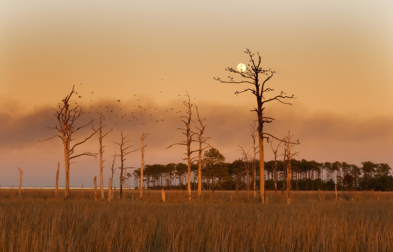 Los inquietantes bosques fantasmas de la costa este de Maryland
