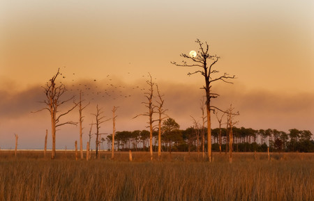 Los inquietantes bosques fantasmas de la costa este de Maryland