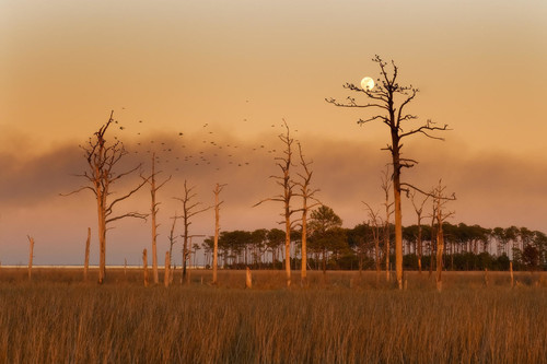 Los inquietantes bosques fantasmas de la costa este de Maryland