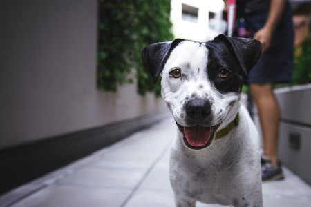 Si tienes un perro, probablemente tengas mejor salud cardiovascular que quien no tiene mascotas