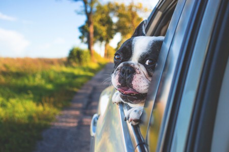 Un perro viajando en coche